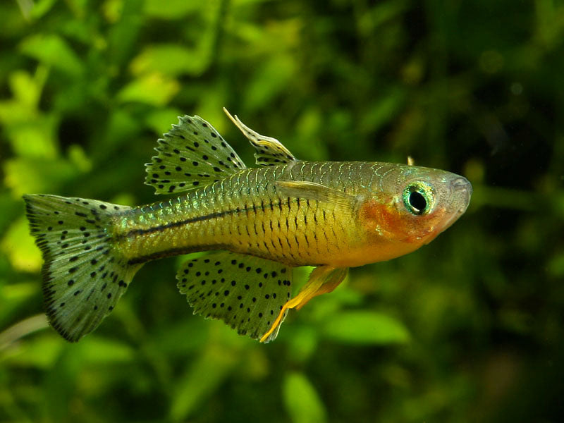 Spotted blue eye rainbow pair x 2 (2M 2F)