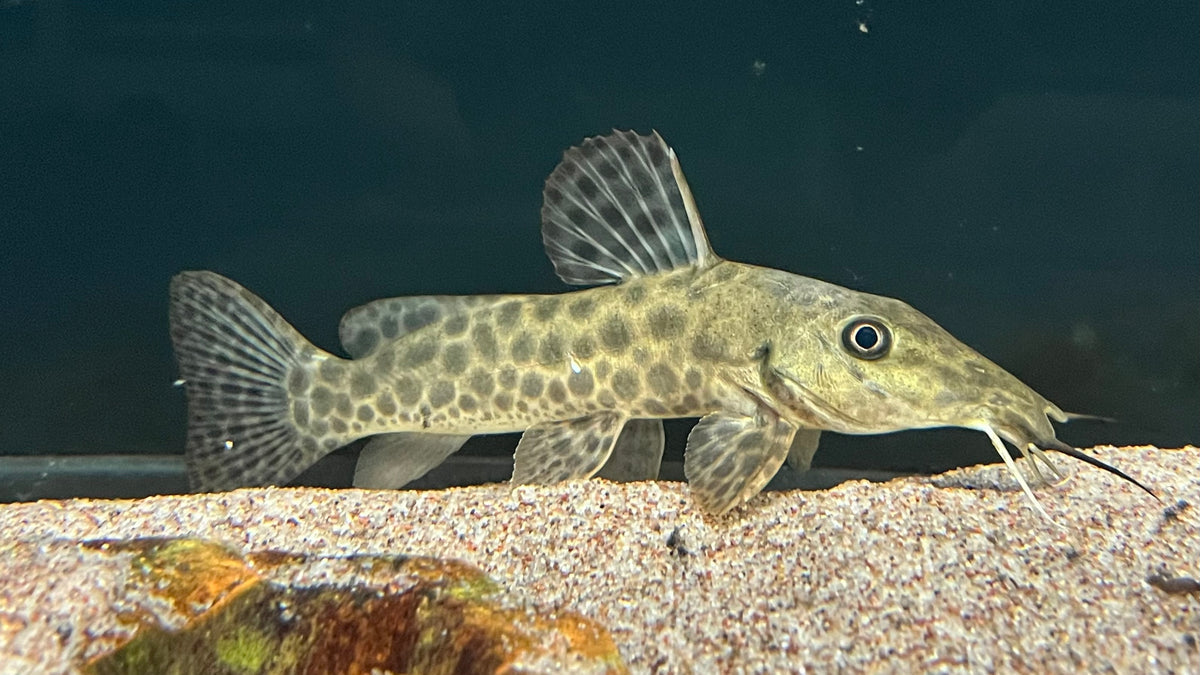 Giraffe Catfish (Auchenoglanis occidentalis) * WILD *