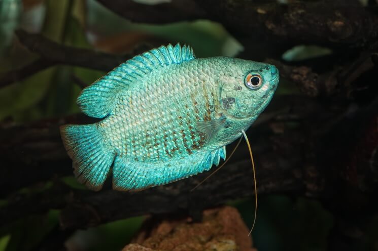 Green Neon Dwarf Gourami (Trichogaster lalius)