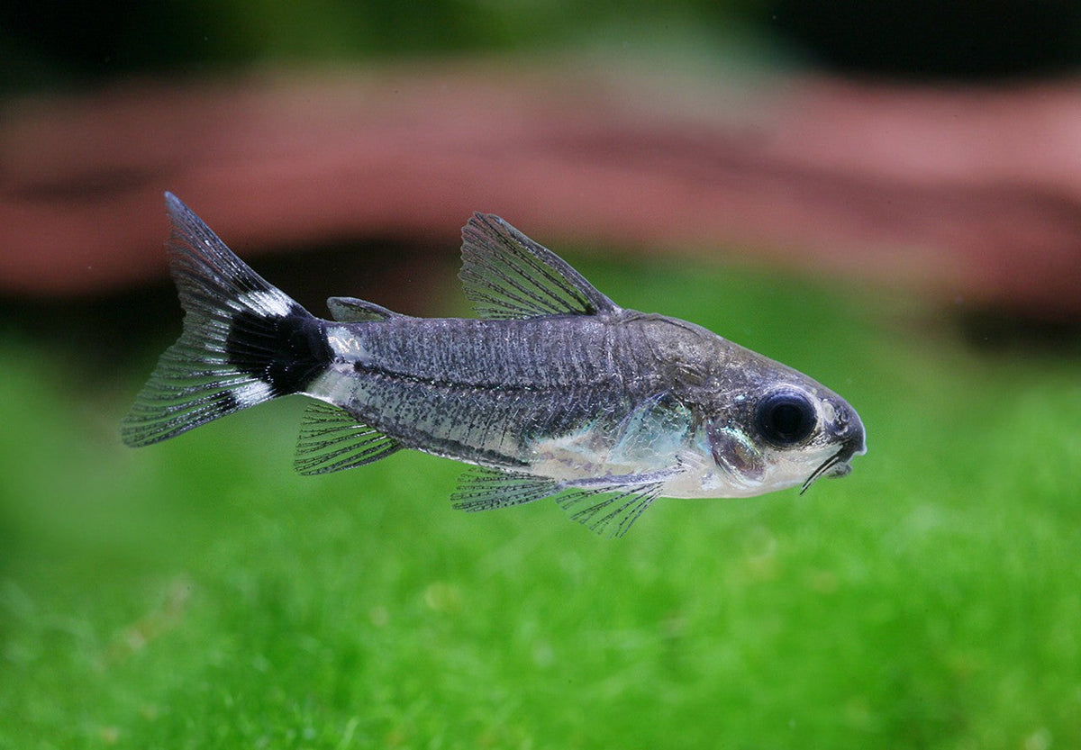 Corydoras Hastatus x 6 (WILD)