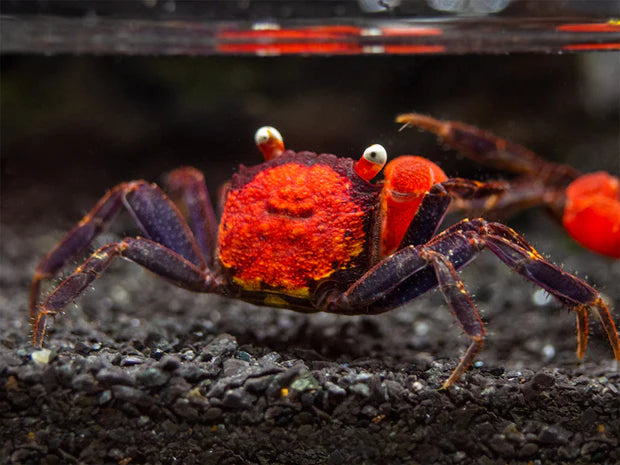Red Devil Crab (Geosesarma hagen)
