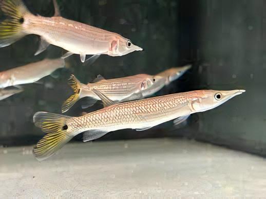 Rocket Gar (Ctenolucius hujeta)