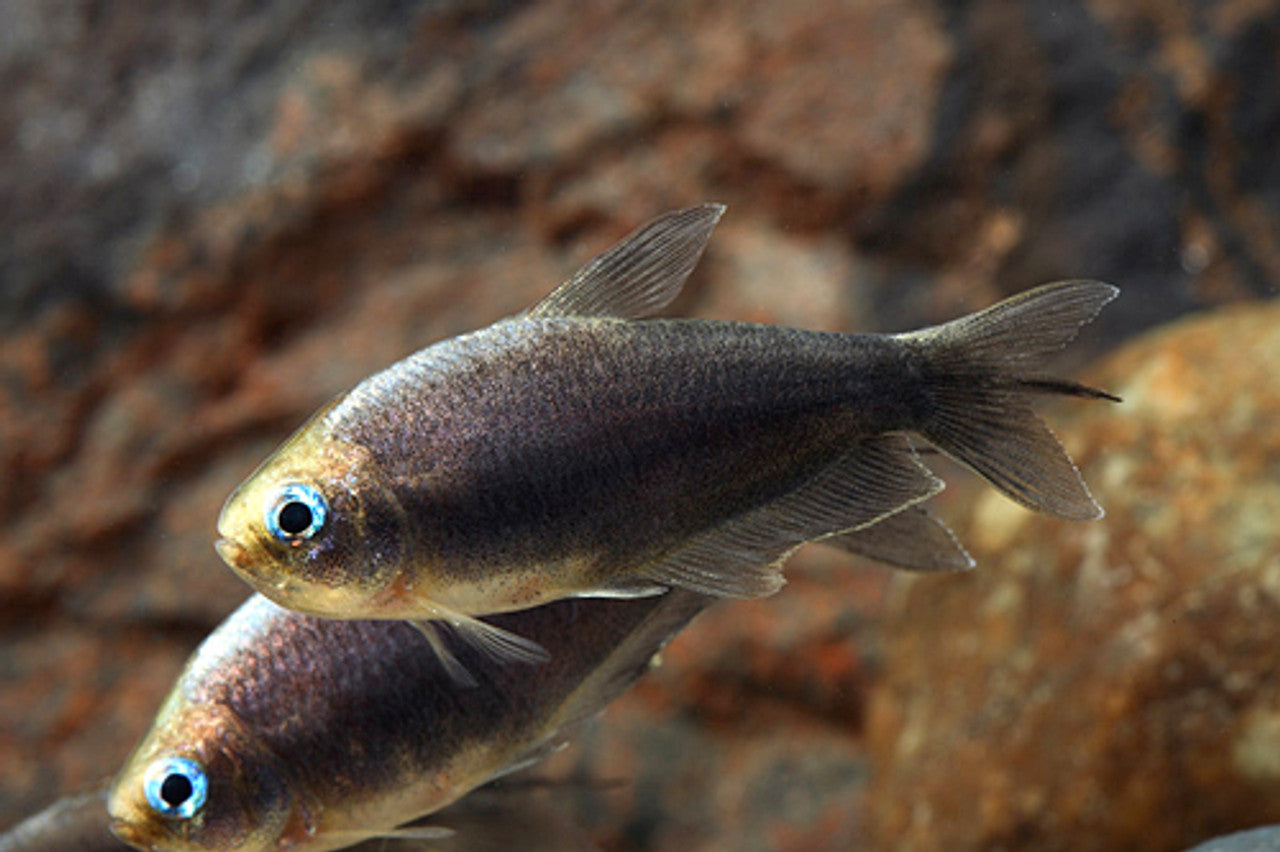 Emperor Tetras (Nematobrycon palmeri)