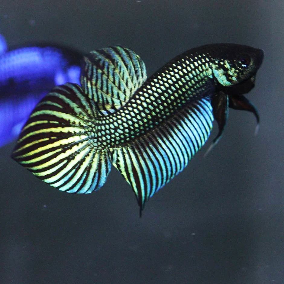 Betta mahachaiensis