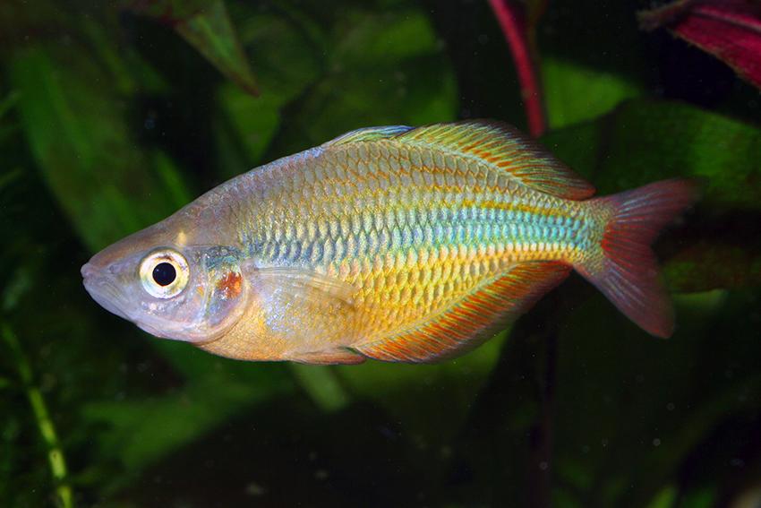 Lake Tebera rainbowfish (Melanotaenia herbertaxelrodi)