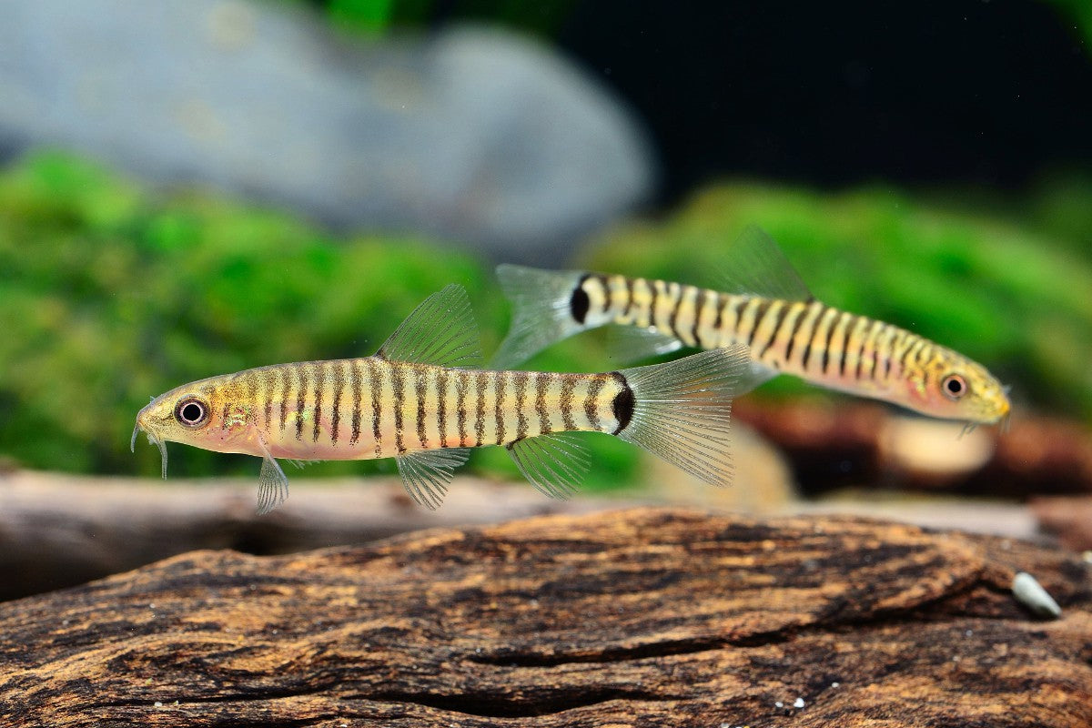 Vietnamese Multi Banded Zebra Loach (Micronemacheilus cruciatus) *WILD*