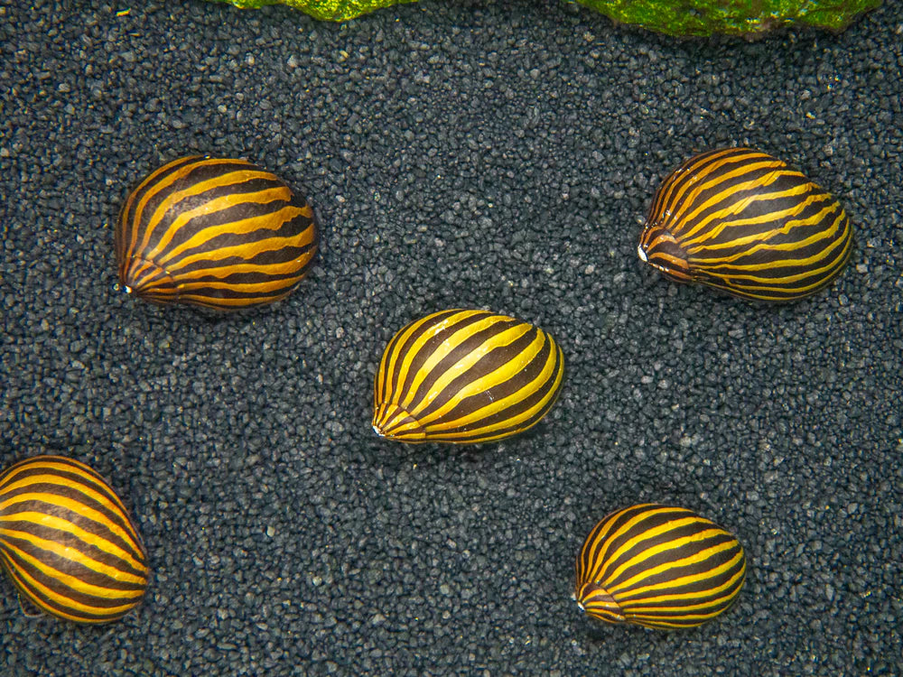 Zebra Nerite Snail (Neritina natalensis)