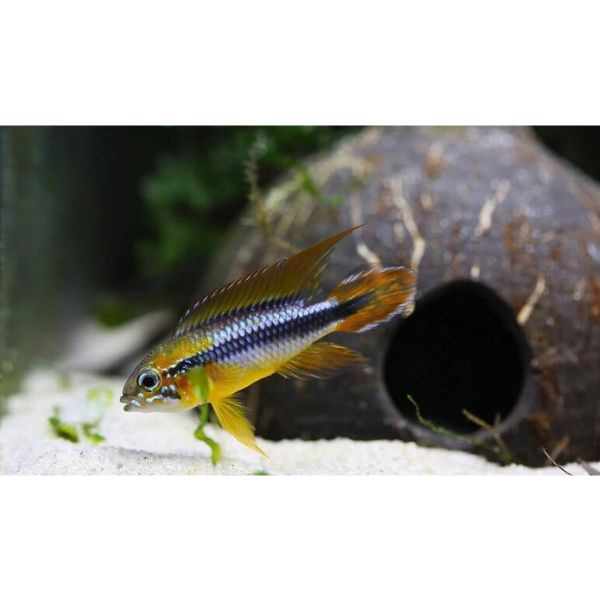 Apistogramma Agassizii ” White Seam “