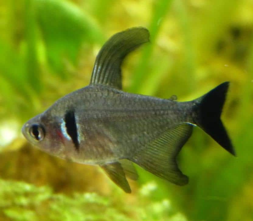 Black Ruby Barb x 4 and Black phantom tetras x 5