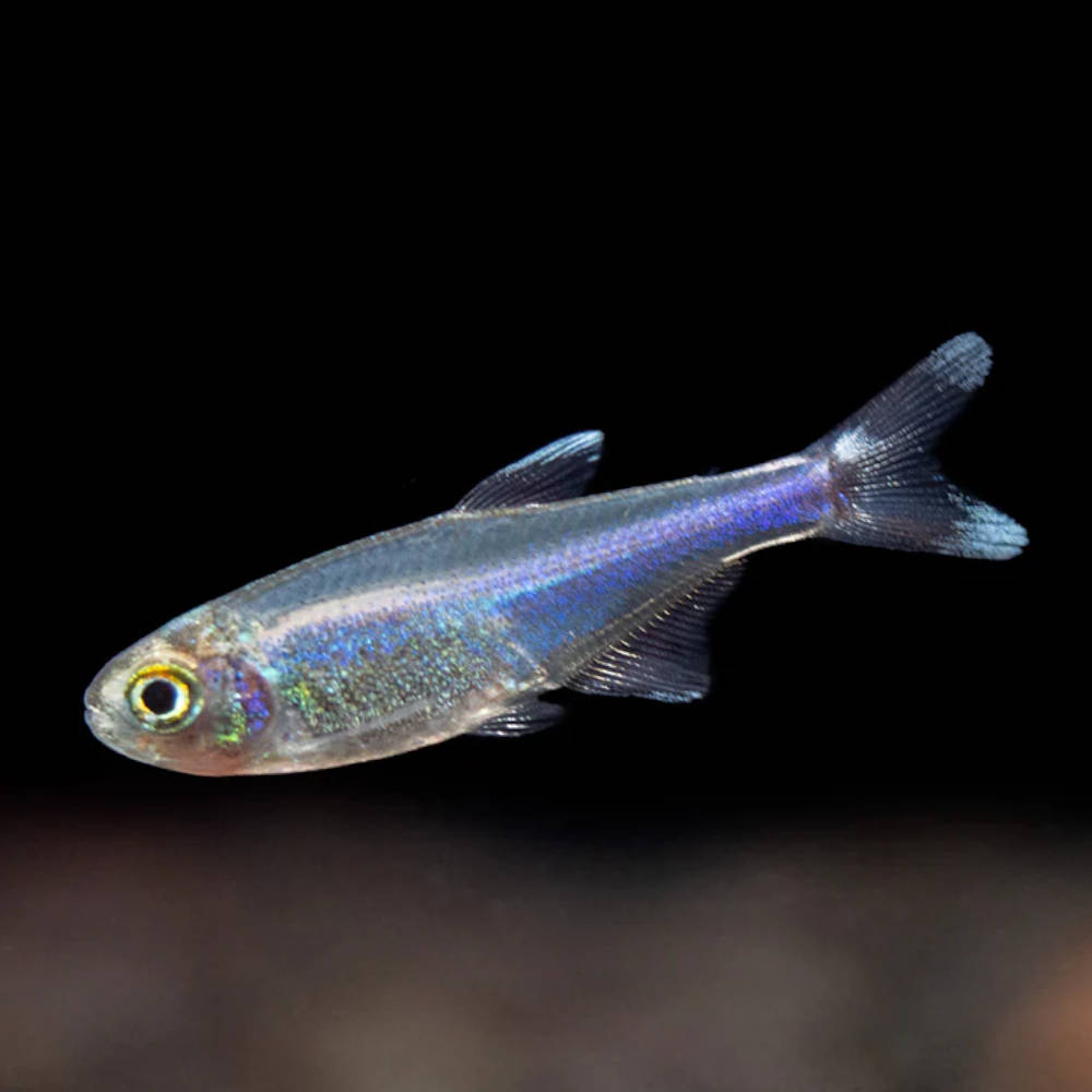Cochu's blue tetra (Boehlkea fredcochui)