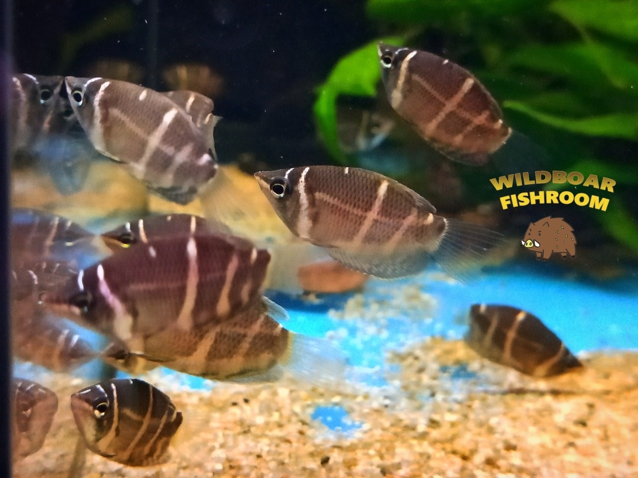 Chocolate gourami (Sphaerichthys osphromenoides)