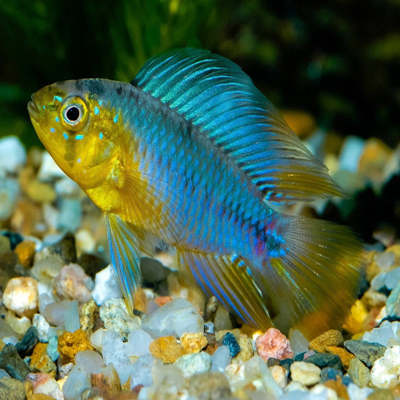 Apistogramma borelli