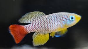 Nothobranchius foerschi x 1 and Albino Rainbow Notho x 1