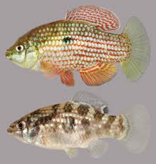 Amercian Flag Fish pair x 2 (M and F)