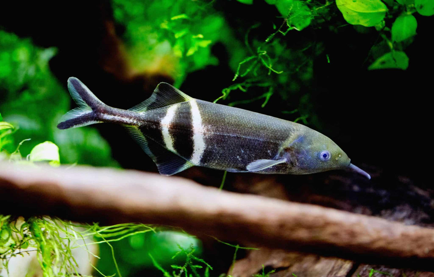 Peters's elephantnose fish (Gnathonemus petersii) * WILD *