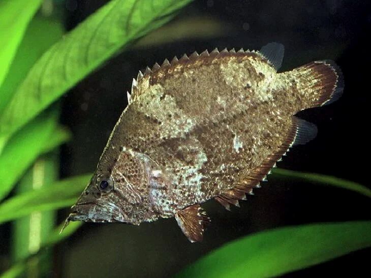 Amazon Leaffish (Monocirrhus polyacanthus) *WILD*