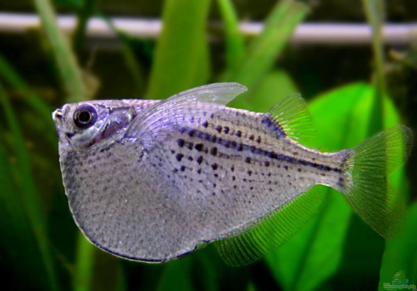 Spotted Hatchetfish (Gasteropelecus maculatus) *WILD*