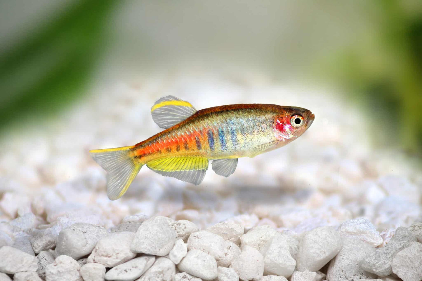 Glowlight Danio (Danio choprae)