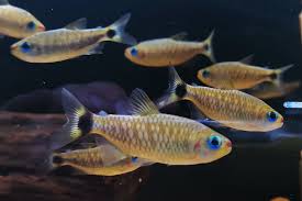 Lipstick tetras (moenkhausia cosmops)