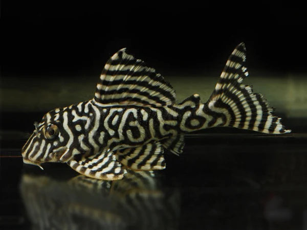 L66 (king Tiger)