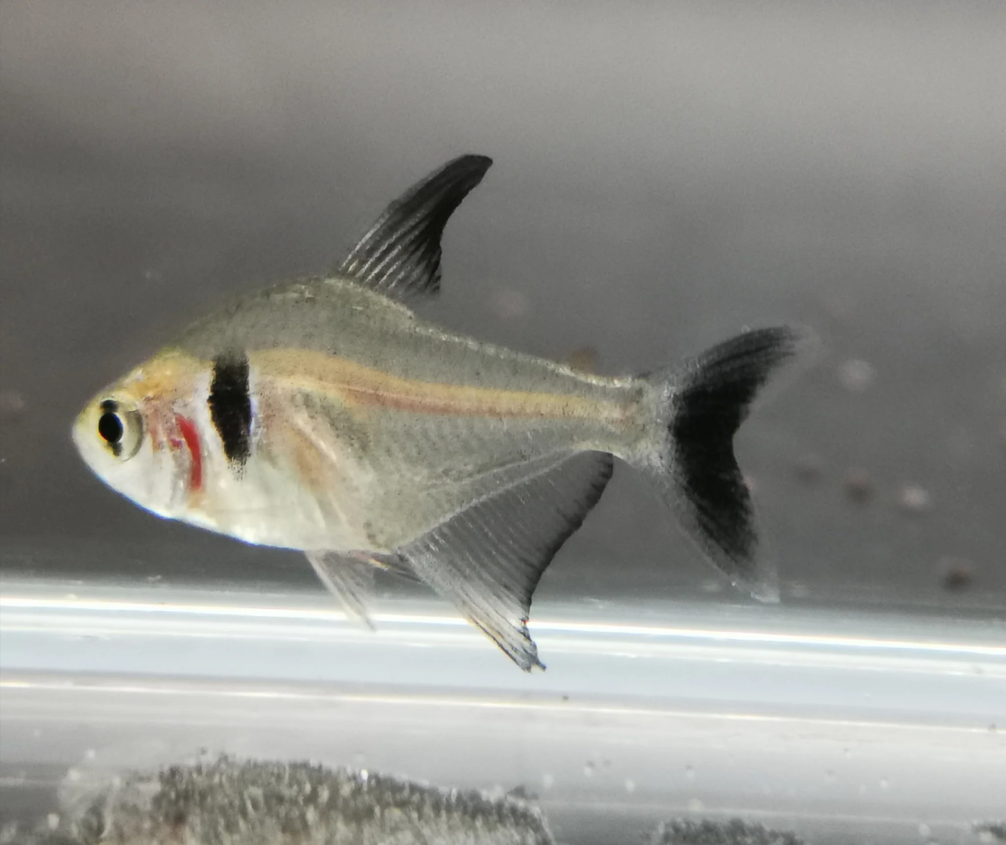 Black Phantom tetra (Hyphessobrycon megalopterus)