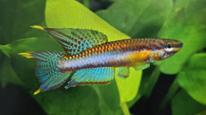 Aphyosemion poliaki pair