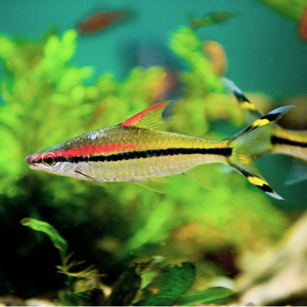 Denison Barb (Sahyadria denisonii)