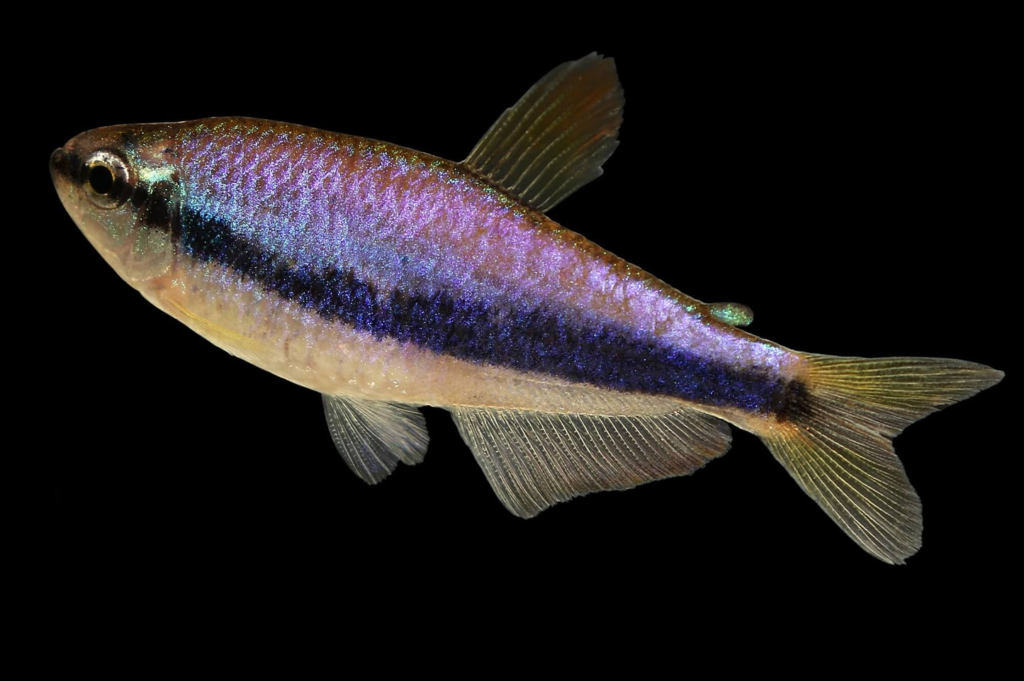 Blue Emperor Tetra (Inpaichthys kerri),