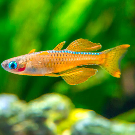 Paska's blue-eye rainbow x 5