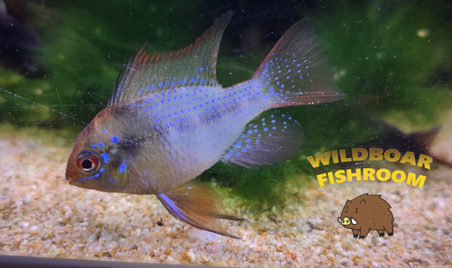 German blue ram