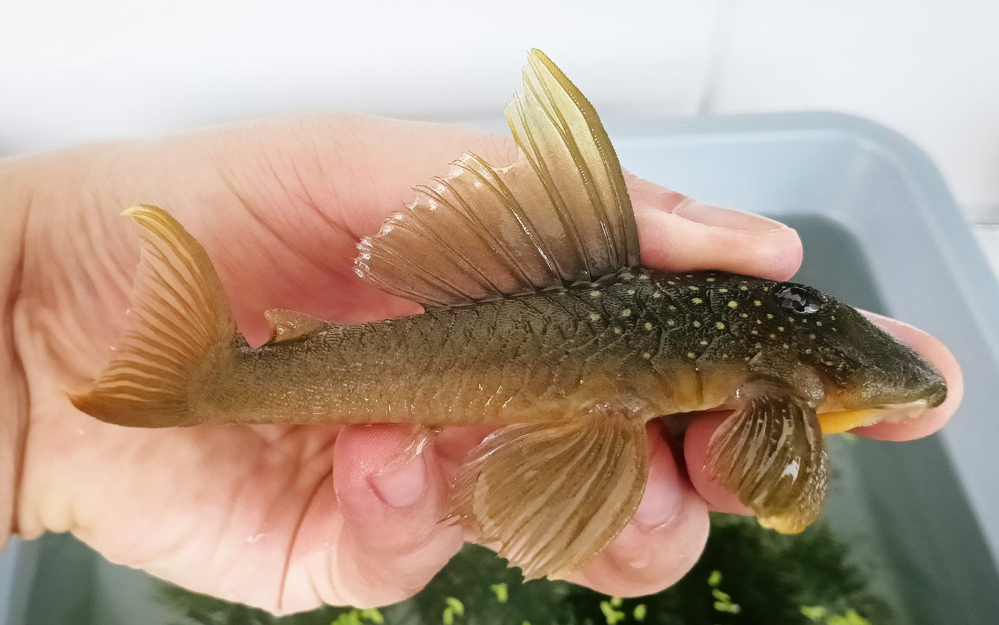 L200 Pleco x 1