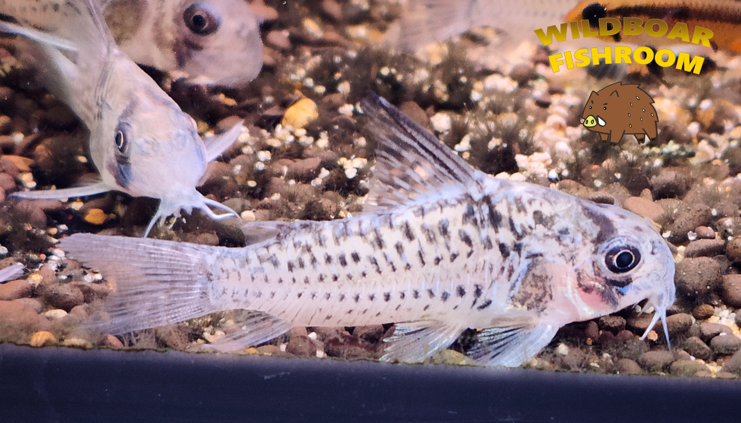Corydoras C96