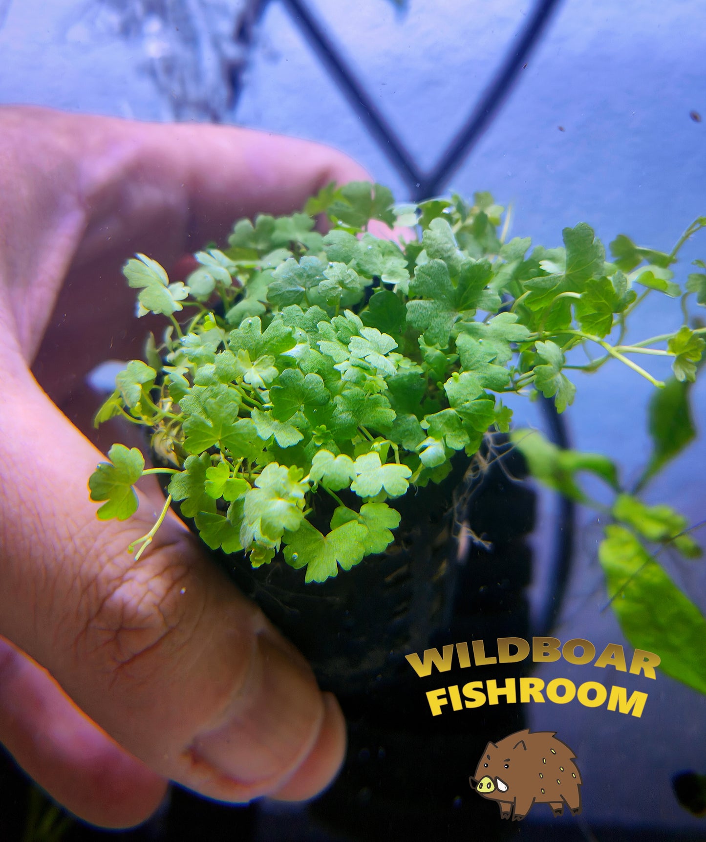 Hydrocotyle tripartita (Hydrocotyle Japan)