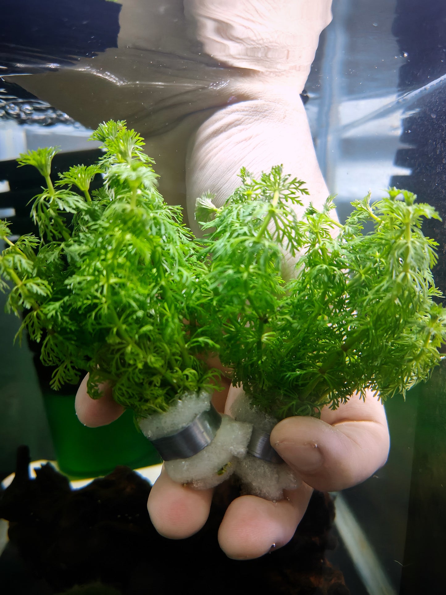 Limnophila sessiliflora (bush)