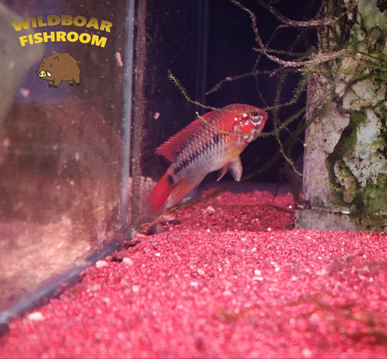 Apistogramma macmasteri (red shoulder macmasteri)