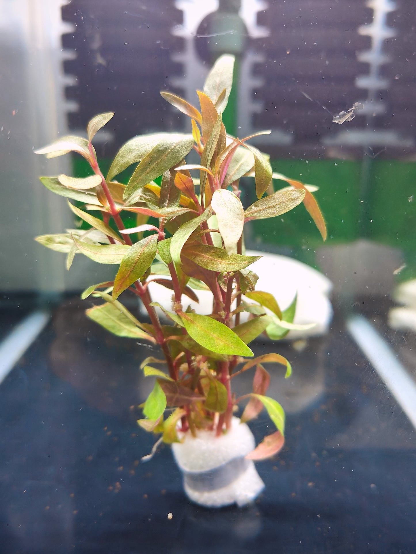 Alternanthera reineckii (bush)