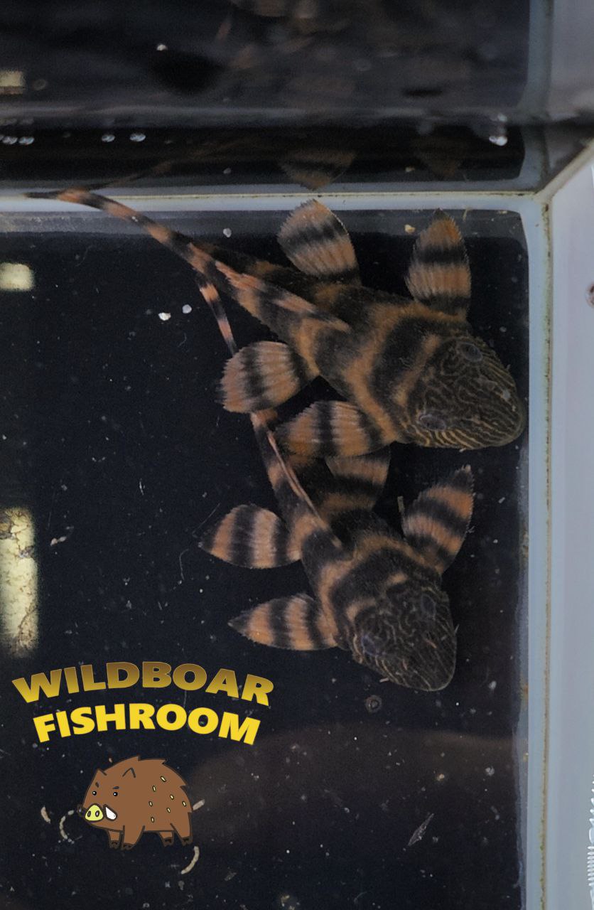 L397 pleco