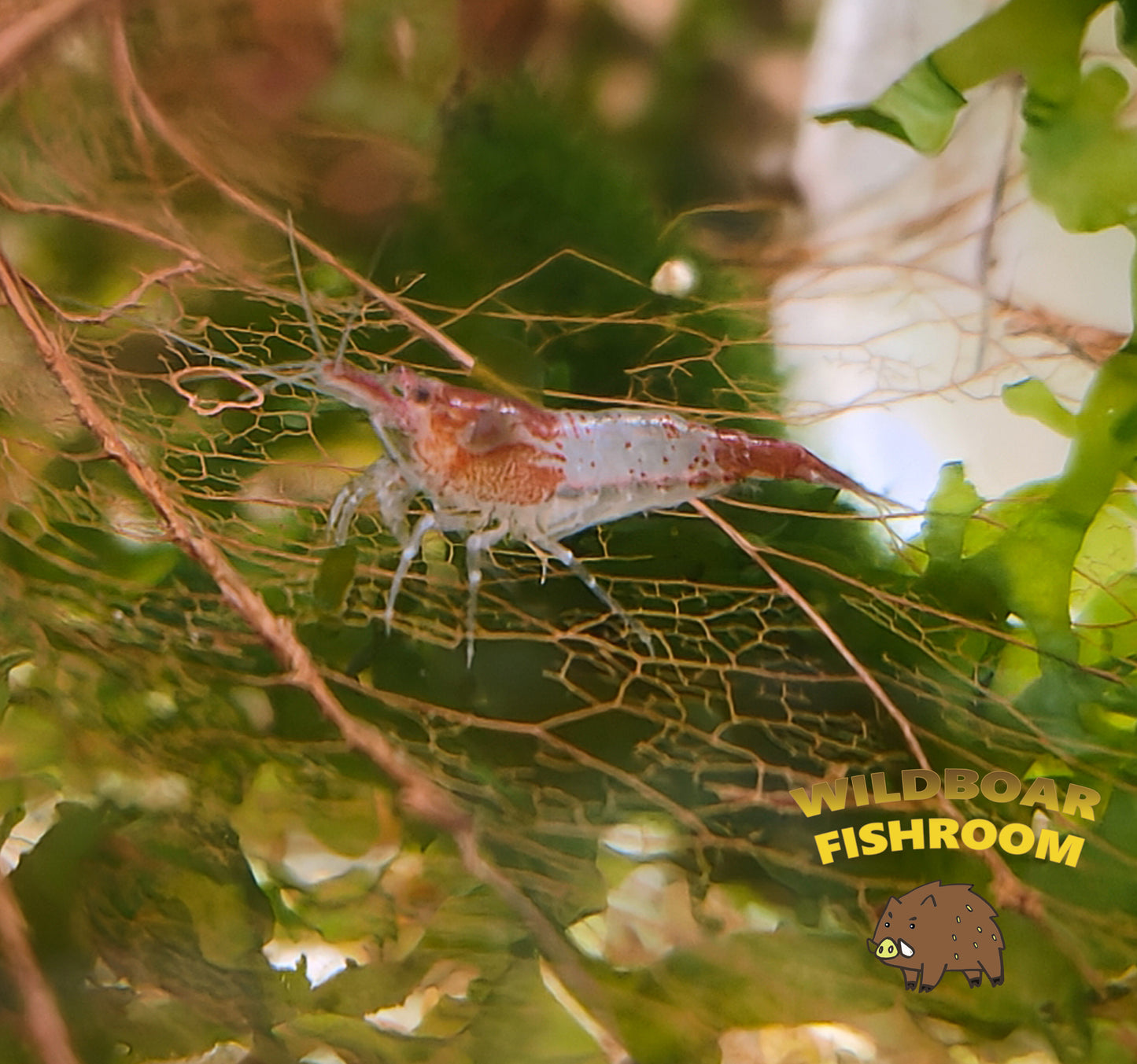 Red Rilli Shrimp