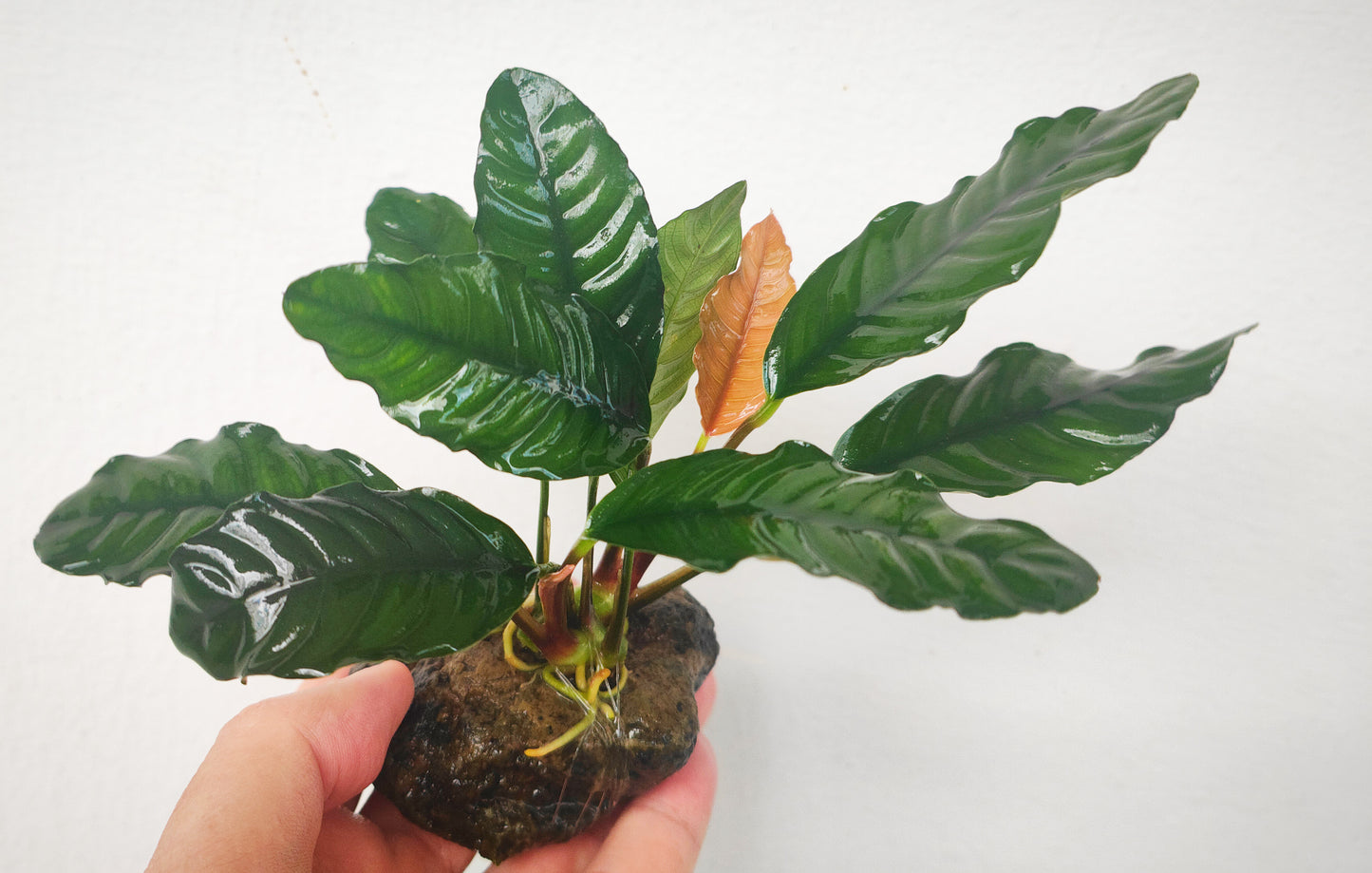 Anubias barteri "coffeefolia"