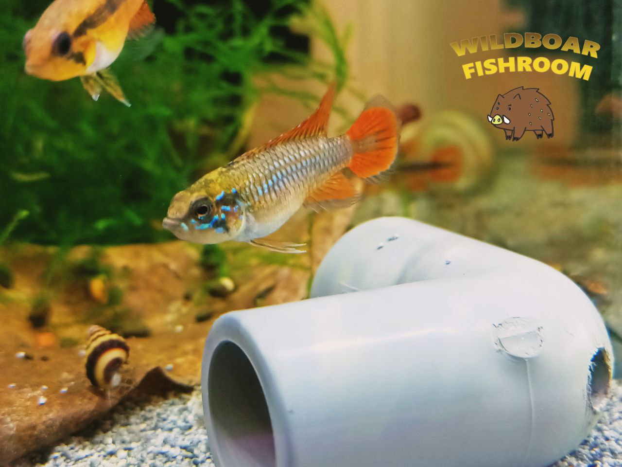 Apistogramma Agassizii ” Double red “