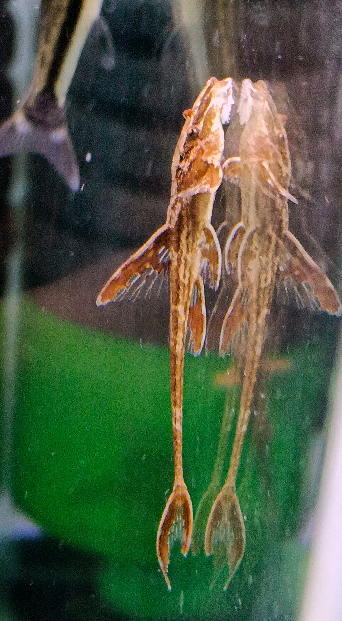 Red Lizard Whiptail x 3