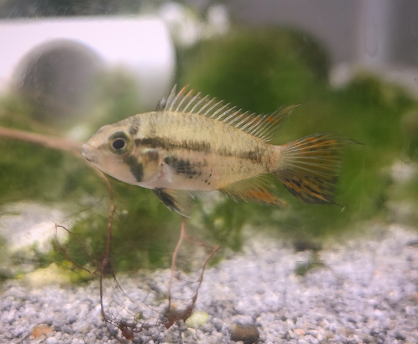 Apistogramma super red cacatuoides pair