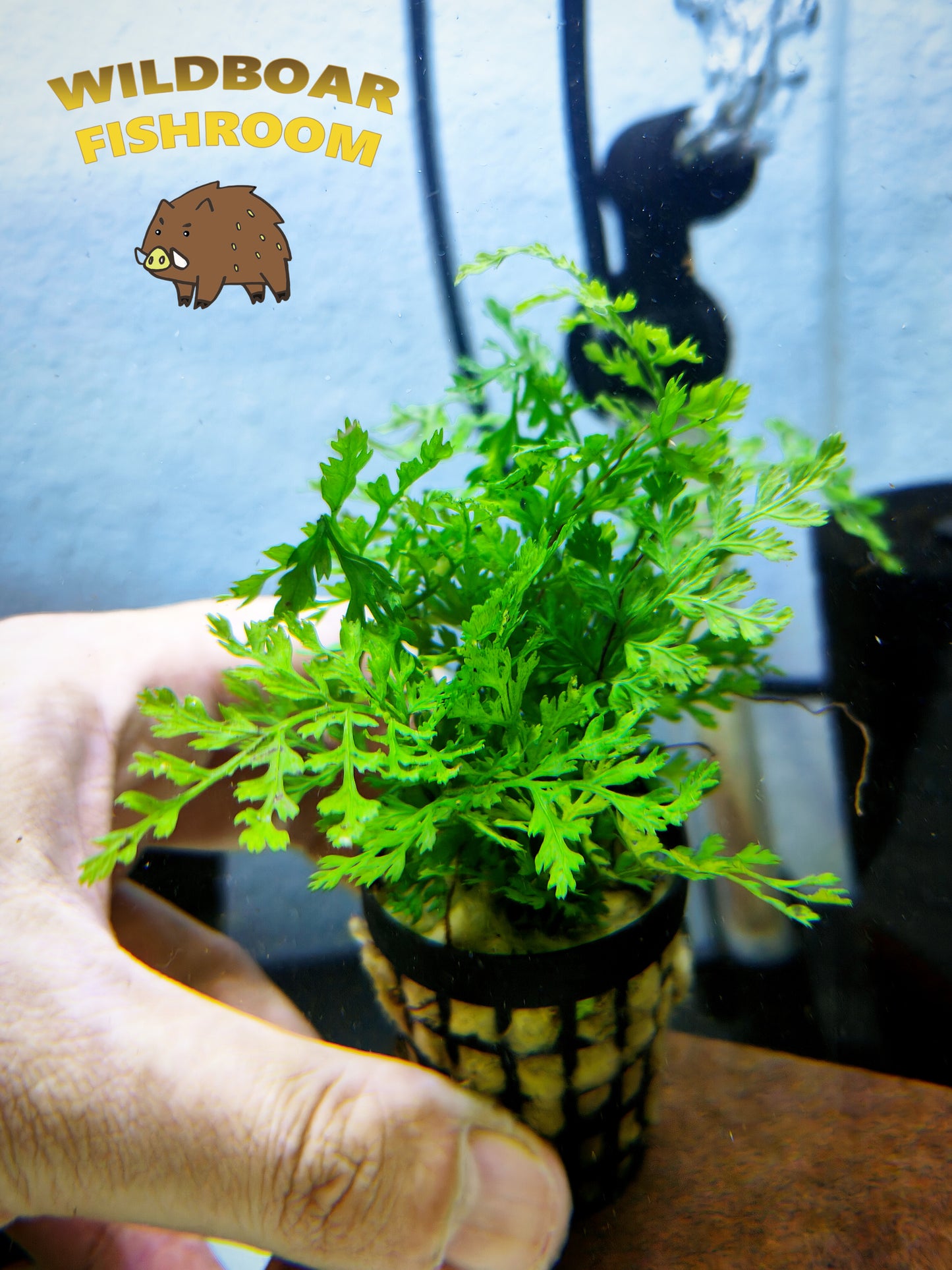 Bolbitis Heudelotii Difformis