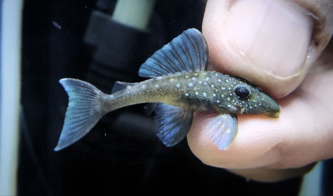 L128 Blue Phantom Pleco