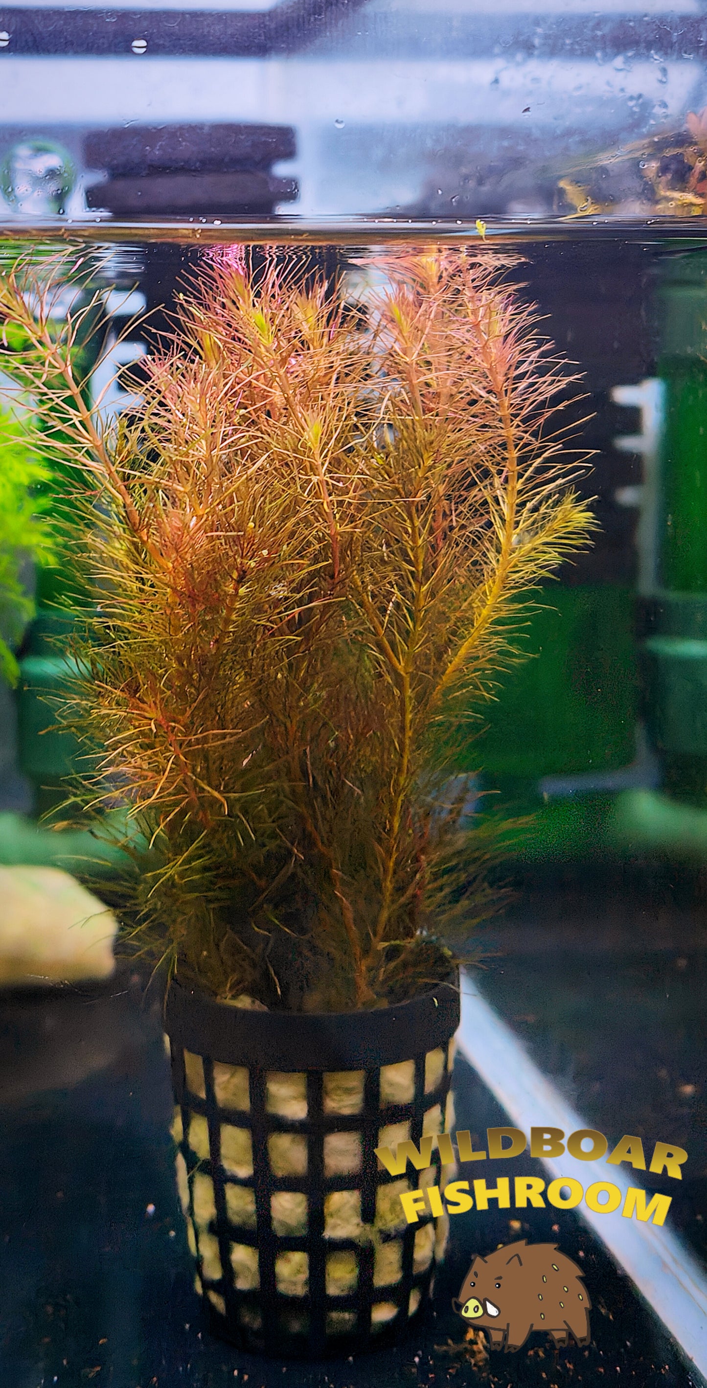Rotala sp Vietnam