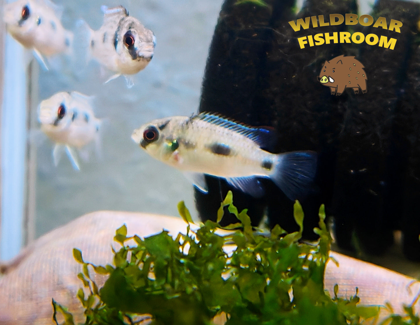 African Butterfly Cichlid (Anomalochromis thomasi)