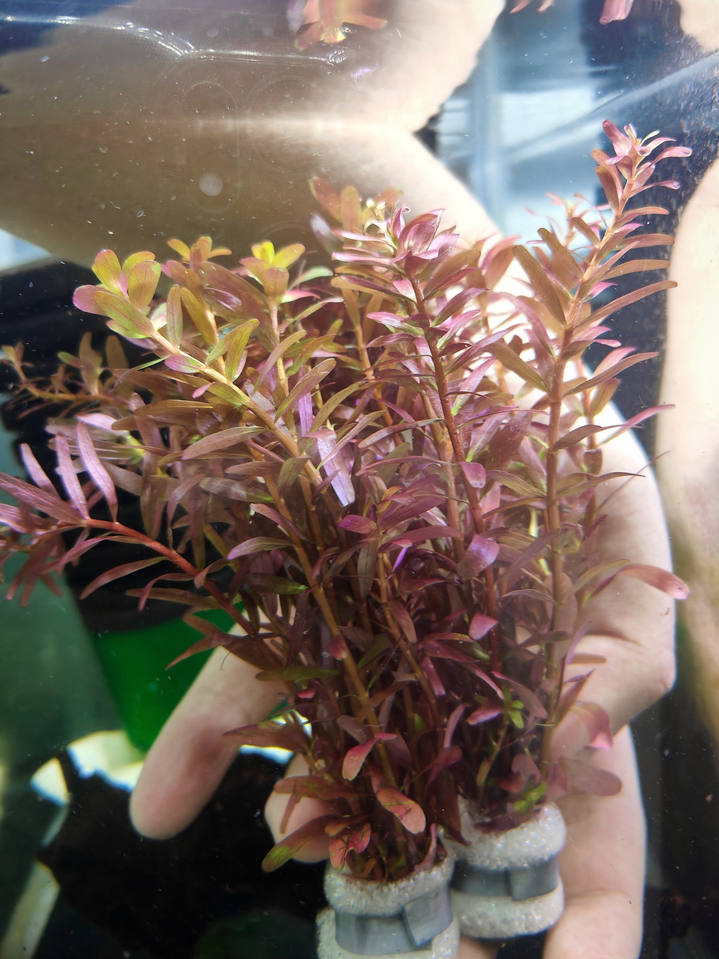 Rotala Blood Red (bush)
