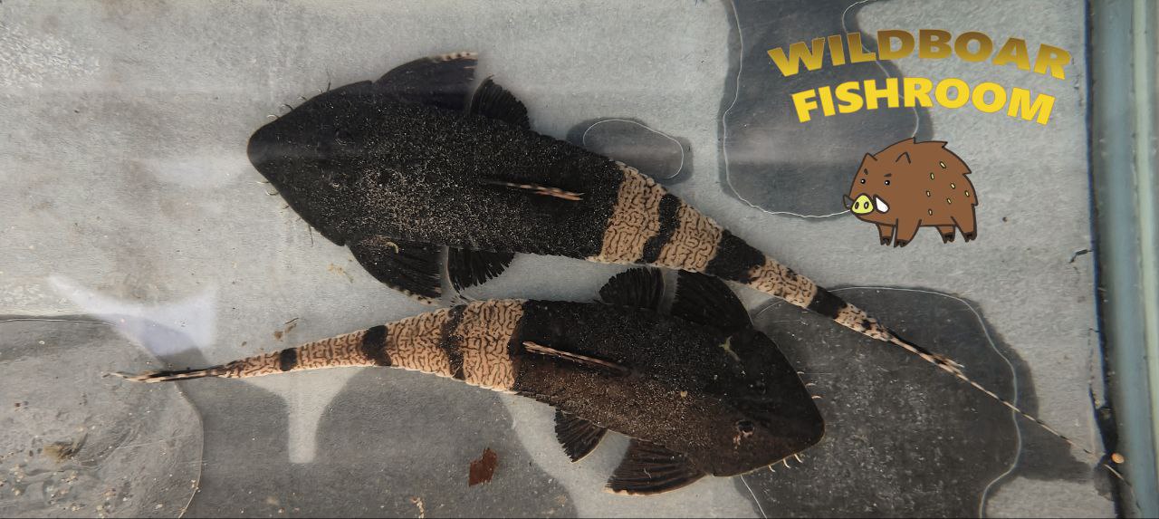 Chameleon Whiptail (Pseudohemiodon apithanos)