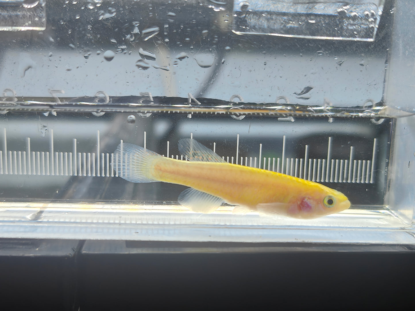 Gardneri gold killifish Pair