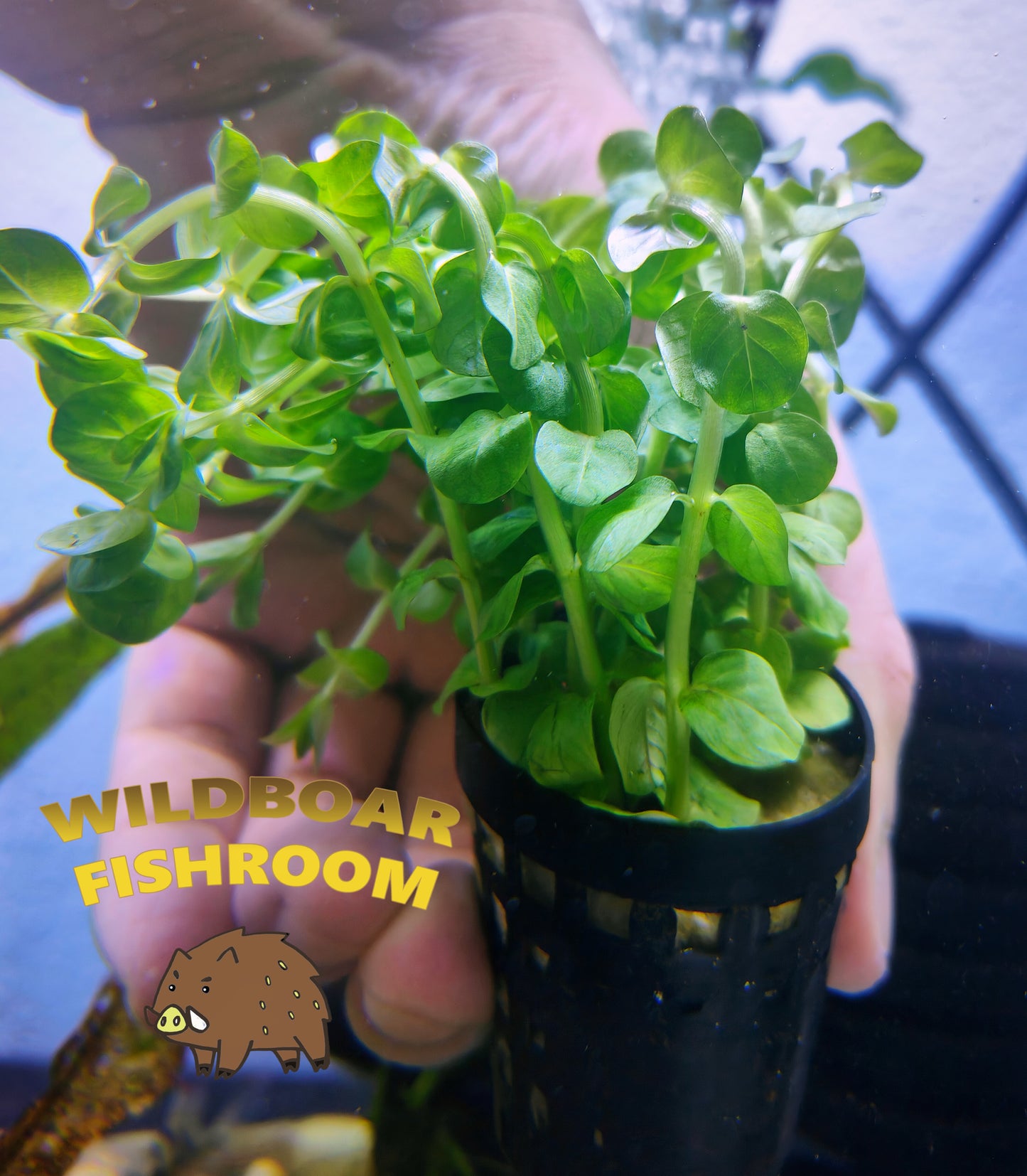 Rotala Macrandra Green